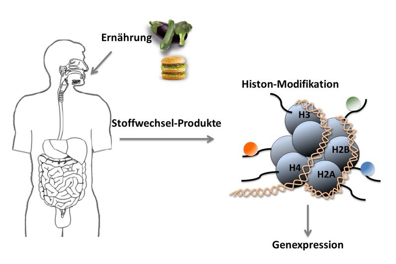 Die Ernährung und der Stoffwechsel können sich über zwei neue Arten von Histon-Modifikationen auf die Genexpression der Zellen auswirken.