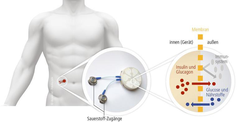 Wirkungsweise des Bioreaktors. 
