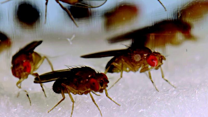 Das Y-Chromosom der Fruchtfliegen wird nicht nur mit "Genmüll", sondern auch funktionellen Genen aufgefrischt.