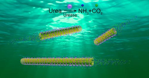 Urea reacts with the enzymes on the inside wall of the nanotube and this biocatalytic reaction propels the tube forward