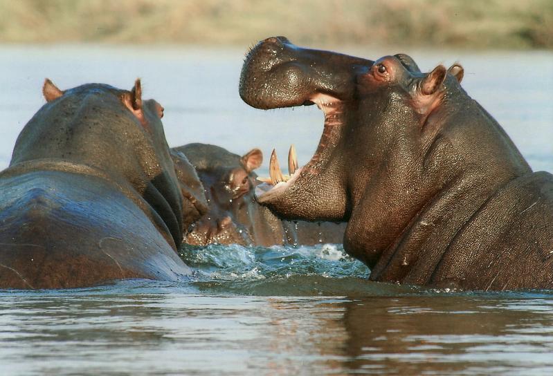 The hippopotamus (Hippopotamus amphibius) is one of the 132 imposing freshwater species examined that have the potential to become a flagship species.