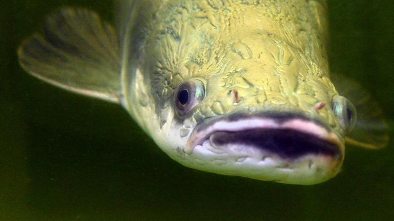 As one of the largest freshwater fishes worldwide the South-American Arapaima (Arapaima gigas) is one of the most impressive candidates to fulfil the role of a true "freshwater panda".