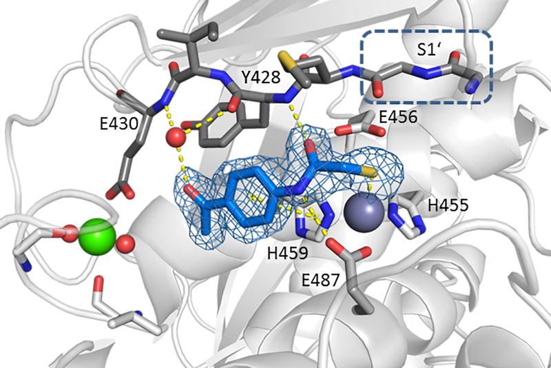 Peptidase-Domain der Kollagenase H mit Inhibitormolekül (blau).
