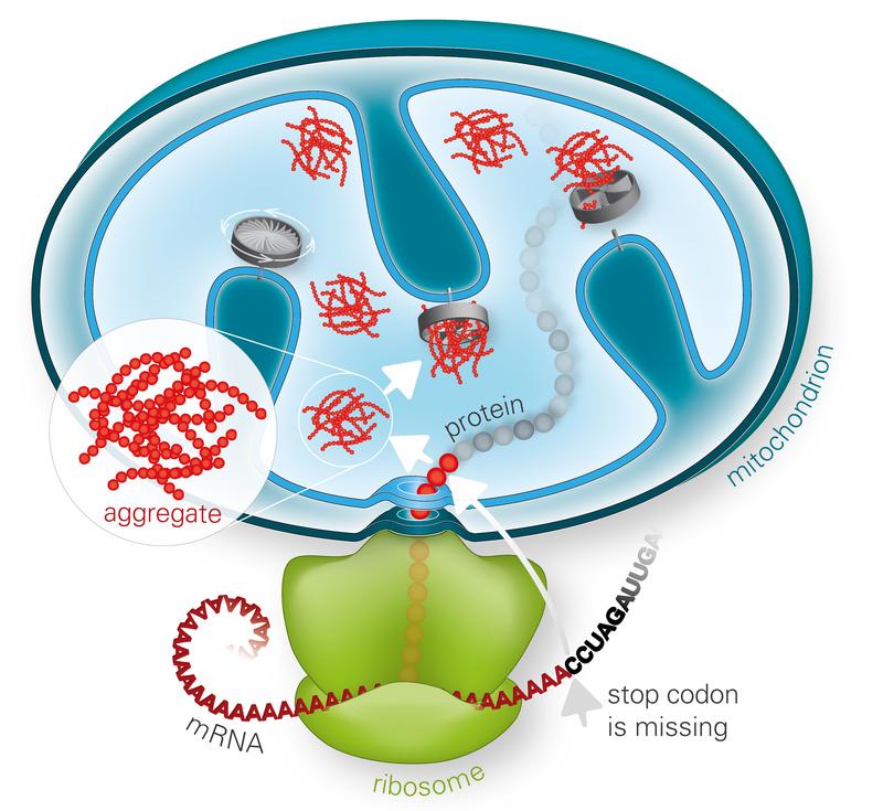 Versagt die Ribosomen-assoziierte Proteinqualitätskontrolle, können sich fehlgefaltete Proteine in den Mitochondrien zu toxischen Aggregaten anreichern und diese schädigen.