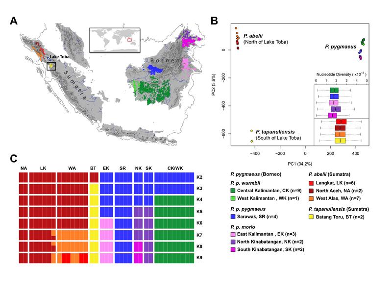 Verteilung der drei Orang-Utan-Arten 
