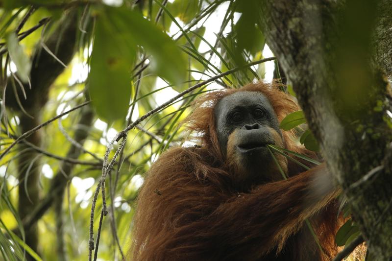 Tapanuli-Orang-Utan