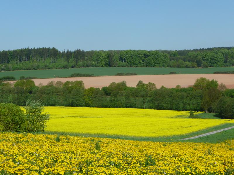 Landschaft in Südniedersachsen. Mit welchen Fruchtfolgen werden die Felder bestellt? 