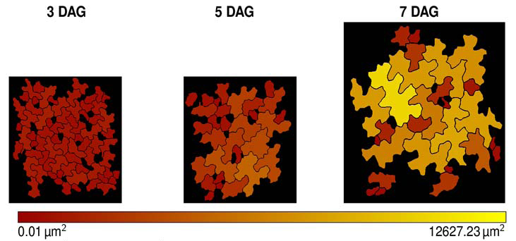 Einteilung von Arabidopsis-Blattepidermis-Zellen in klein, mittelgroß und groß; jeweils 3, 5 und 7 Tage nach der Keimung (Days after Germination, DAG) durch PaCeQuant.