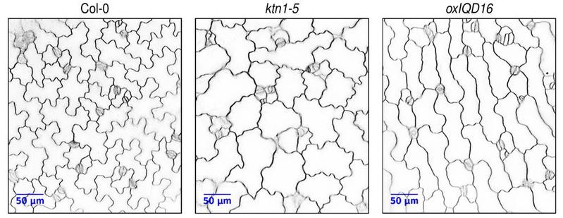 Epidermal leaf cells of Arabidopsis thaliana. Left: Regular cell shapes of the wild type plants; center and left: various differently shaped mutant cells.