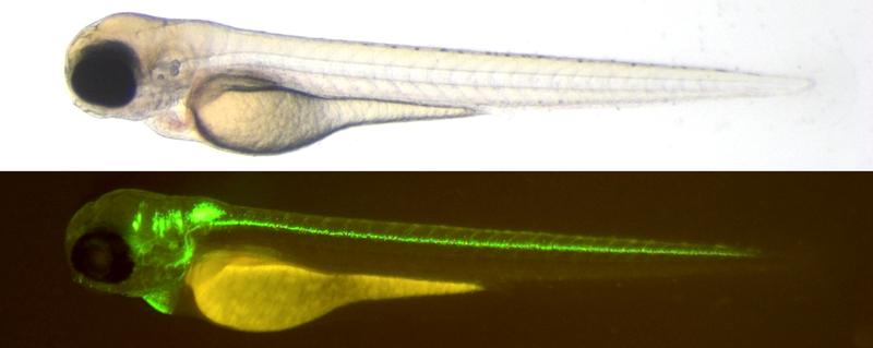 Drei Tage alte Larve eines genetisch veränderten Zebrabärblings (oben). Unter UV-Beleuchtung werden Zellen des Gehirns und Rückenmarks sichtbar (unten).