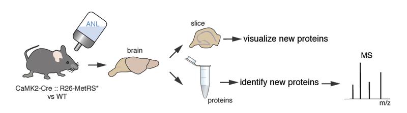 Eine Maus wurde mit nicht-natürlichen Aminosäuren gefüttert, die in bestimmten Zellen eingebaut wurden. Die neusynthetisierte Proteine werden zur Visualisierung oder Identifizierung markiert.