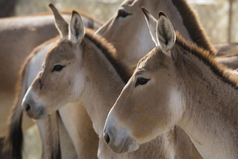 Die Population der Kulane (Equus hemionus kulan) im Nationalpark "Altyn Emel" im Südwesten Kasachstans ist mittlerweile groß genug, um Tiere für eine Wiederansiedlung andernorts abzugeben. 