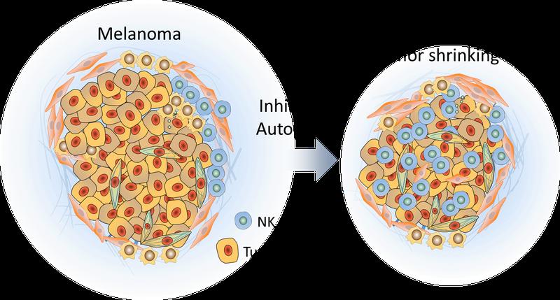 Effect of autophagy inhibition on tumors 