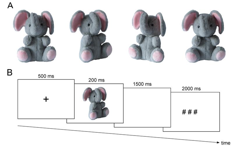Grauer Elefant mit Zeitangaben (AbbilduGrauer Elefant mit Zeitangaben: (A) Beispiel eines Stofftiers; (B) Zeitliche Darstellung eines Versuchsdurchgangs;