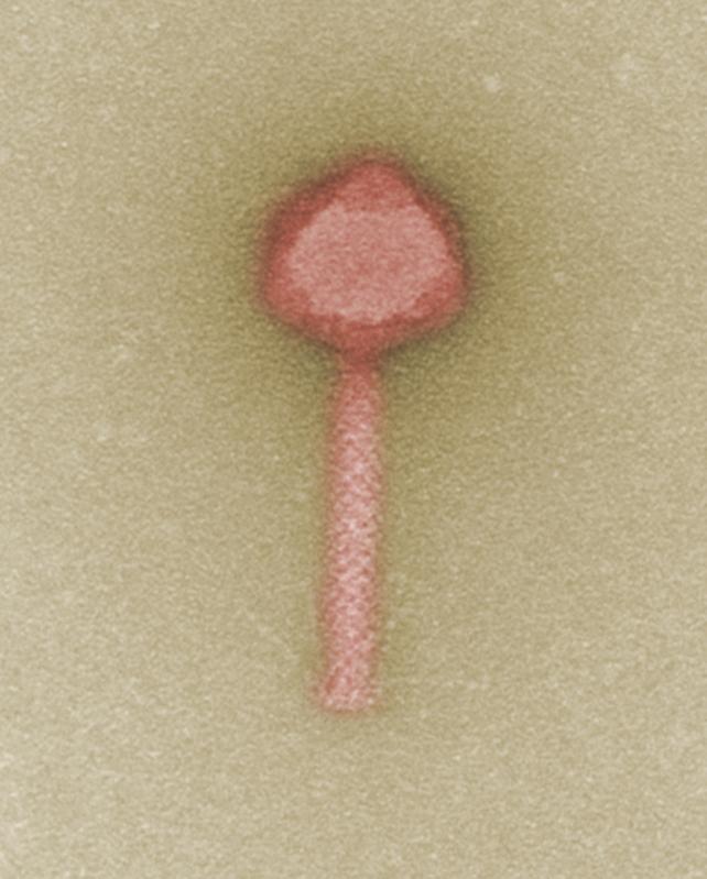 Ein Kandidat für die zukünftige Phagentherapie - der Bakteriophage gegen multiresistente klinische Stämme von Pseudomonas-Bakterien.