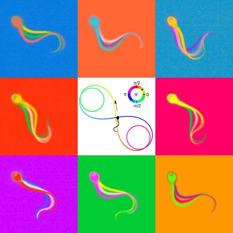 Abbildung 2. Warhols Spermien
