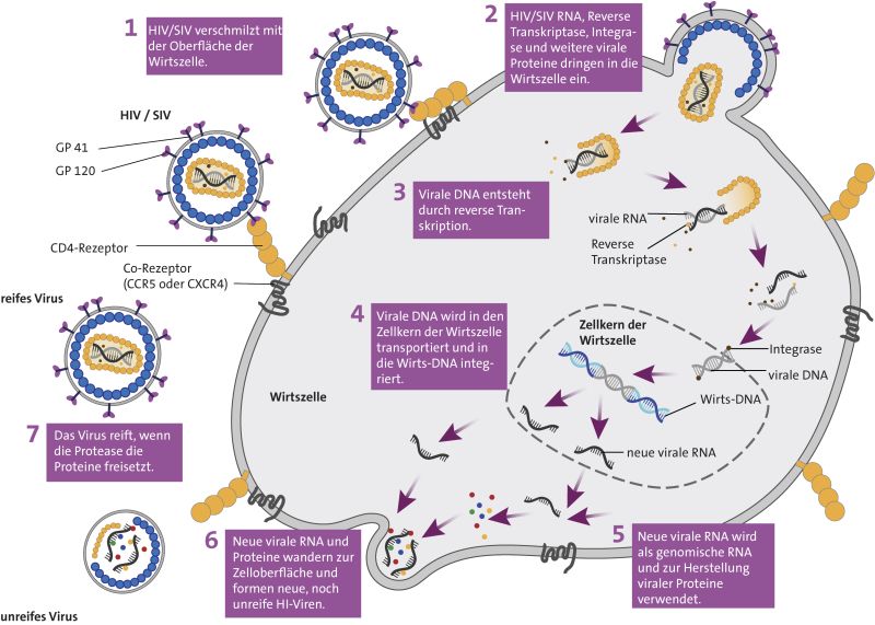 Replikationszyklus des humanen (HIV) bzw. Affenimmundefizienzvirus (SIV). Das Virus vermehrt sich unter anderem in körpereigenen CD4+-T-Helferzellen.