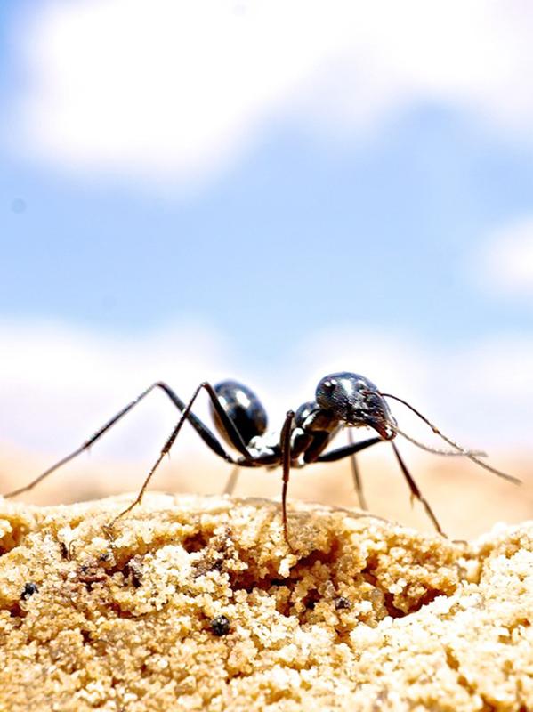 The desert ant Cataglyphis fortis inhabits the barren salt pans in the deserts of South Tunisia. 
