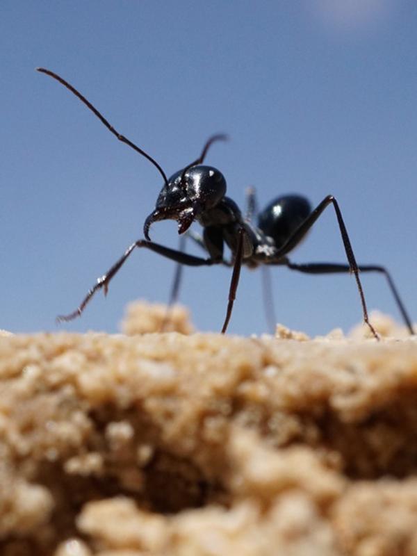 The ant's ability to find its nest after foraging is a masterful feat of navigation. 