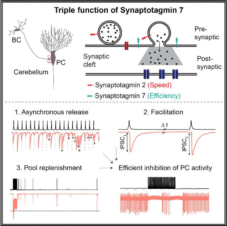 Die drei Funktionen von Synaptotagmin 7 