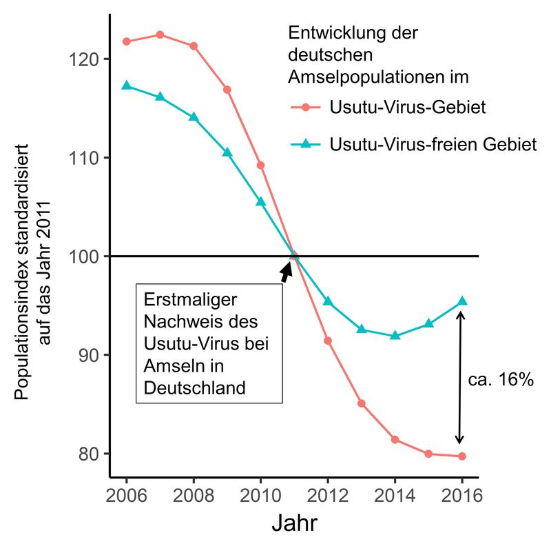 Diagramm über den Rückgang der Amselpopulationen (2006 – 2016)