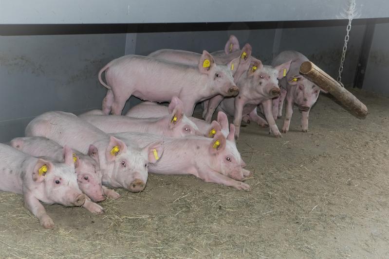 Erdwärmetauscher schützen Nutztiere in Stallhaltung am besten vor Hitzestress.