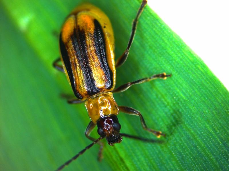 Der ursprünglich aus Mittelamerika stammende Westliche Maiswurzelbohrer (Diabrotica virgifera virgifera) tritt immer häufiger auch in Deutschland auf. 