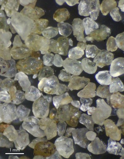 Hard to believe what lives here: Sand grains under the binocular microscope.