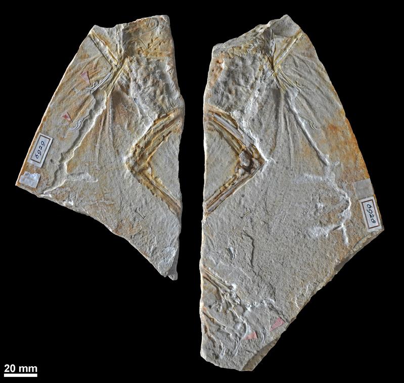 Das Foto zeigt die beiden Platten des Haarlemer Exemplars, das bislang als erster fossiler Fund des Urvogels Archaeopteryx galt.