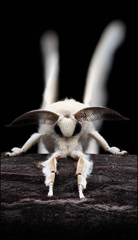 Die Seidenspinnerweibchen locken die Männchen durch den Sexuallockstoff Bombykol an. Bombykol wurde 1959 als erstes Pheromon chemisch charakterisiert.