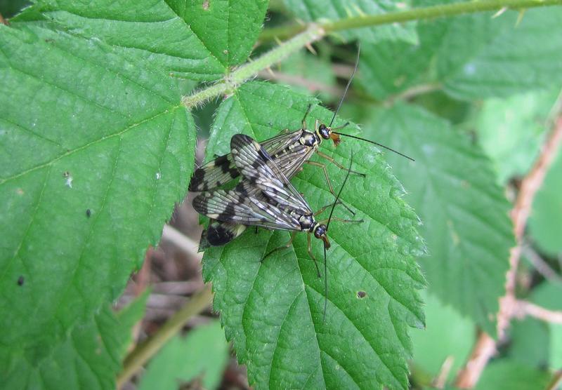 Insekten verquer – Skorpionsfliegen bei ihrer komplizierten Fortpflanzung.