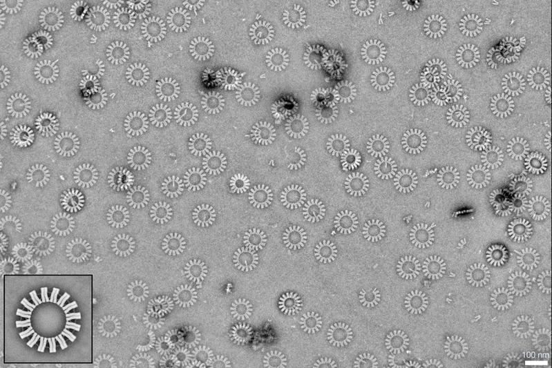 DNA origami „gear-wheels“ composed of V-shaped subunits. Detail picture taken with a Titan Krios G2 300 kV cryo electron microscope.