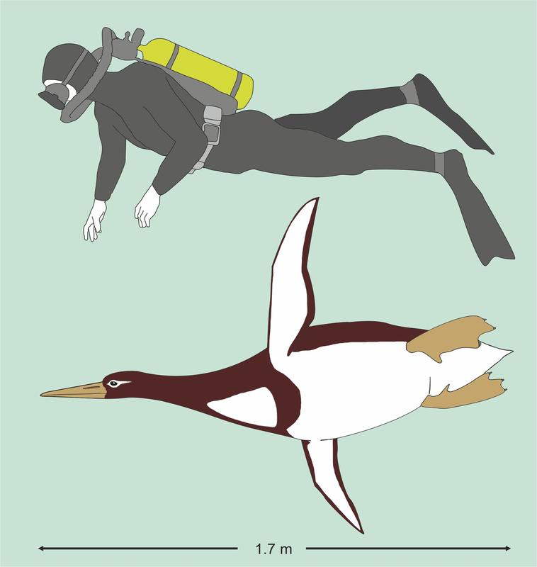 Künstlerische Rekonstruktion von Kumimanu biceae im Größenvergleich mit einem Taucher. 