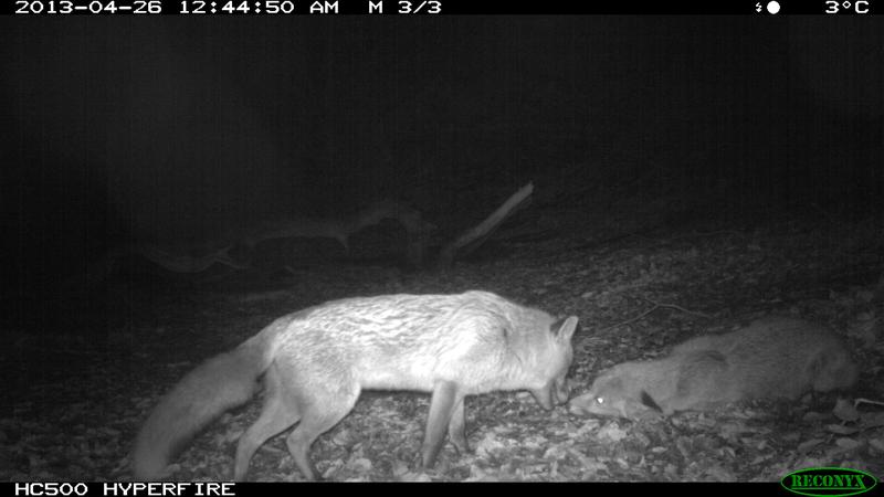 The camera traps are working in the night, too. In this case capturing two arguing foxes.