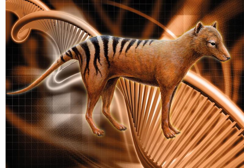 The Tasmanian tiger