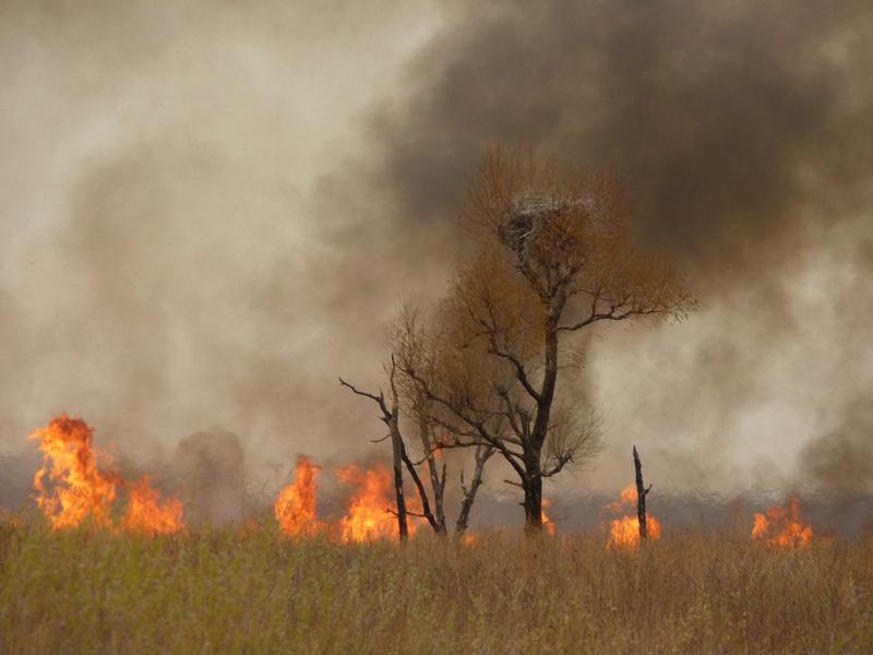 An endangered oriental stork (Ciconia boyciana) left its nest just in time before the flames destroyed the nest a few minutes later.