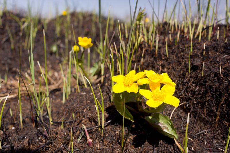 Like this marsh-marigold (Caltha palustris), many flowers prefer burned wetland patches.