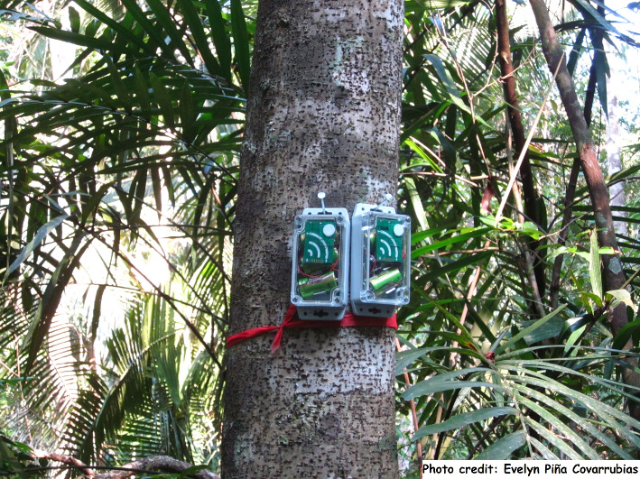 A network of small acoustic monitoring devices alerts rangers in case they register sounds of shotguns or chainsaws.