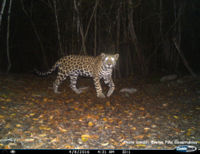 Endangered jaguars and pumas are living in the forests of Mexico's Yucatán Peninsula.