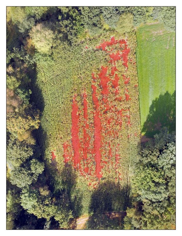 Zusammengesetztes Bild eines beschädigten Maisfelds. In Rot dargestellt sind die von einem Algorithmus erkannten Schäden.