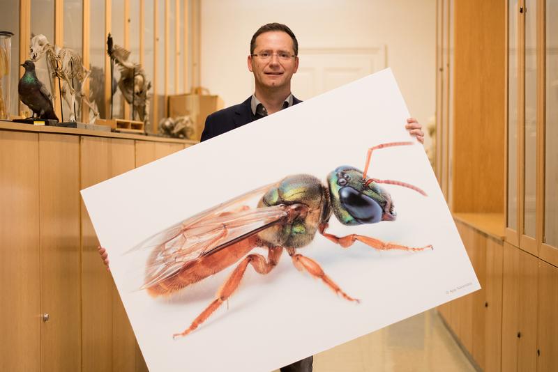 Der Grazer Zoologe Manfred Hartbauer hat einen Algorithmus zur Bildoptimierung entwickelt. Als Vorbild dienten ihm dabei nachtaktive Bienen.