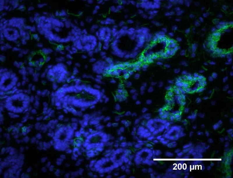 Gebärmutterschleimhaut einer Stute unter dem Fluoreszenzmikroskop, Stammzellen in grün durch positiven Markernachweis;