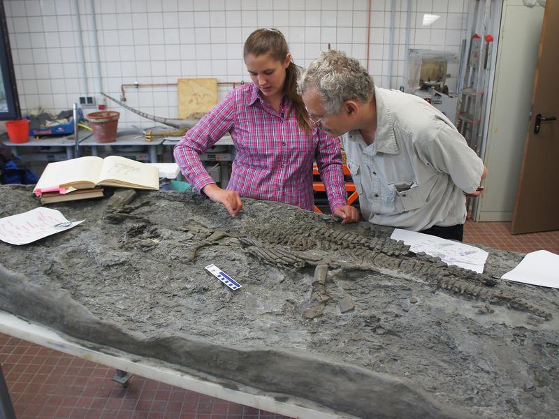 Die Wissenschaftler Tanja Wintrich und Prof. Dr. Martin Sander von der Universität Bonn begutachten das Skelett von Rhaeticosaurus im Labor des LWL-Museums für Naturkunde in Münster. 