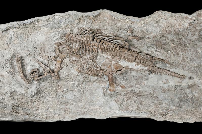 Skelett von Rhaeticosaurus ausgestellt im LWL-Museum für Naturkunde in Münster. Der zerfallene Schädel und Hals sind links erkennbar. 
