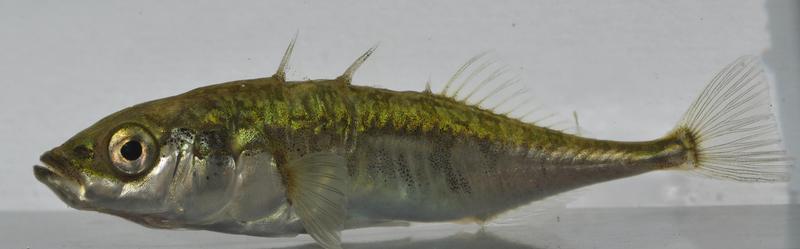 Close-up: Three-spined stickleback (Gasterosteus aculeatus). 