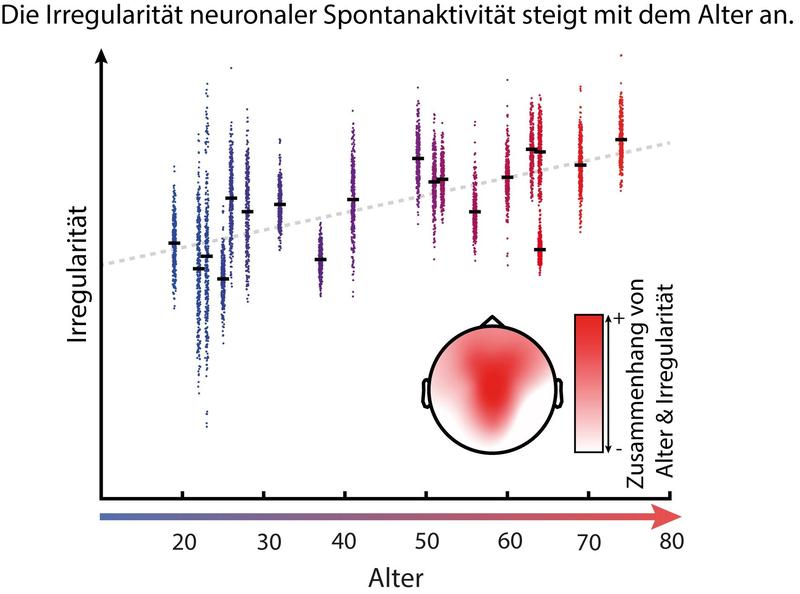 Die Irregularität neuronaler Spontanaktivität steigt mit dem Alter an. 