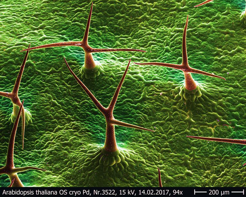 Several hairs of thal cress (Arabidopsis thaliana)  with their sharp tips pointing into different directions – only the very tips of the trichomes are incrusted with calcium phosphate. 