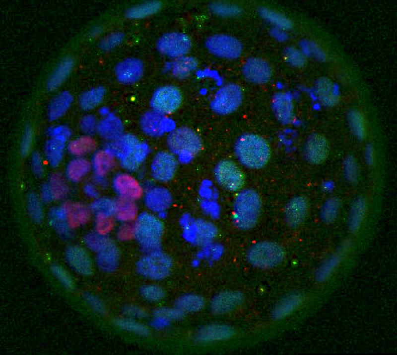 Stem cell research at the Helmholtz Center Munich has developed to an international top level. 
