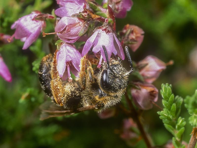 Andrena fuscipes, die seltene Heide-Sandbiene, wurde in Hamburg gefunden