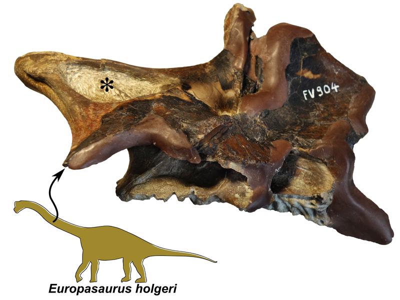 Part of a neck vertebra of the dwarf sauropod Europasaurus with deep cavities (asterisk) that presumably housed air sacs. 